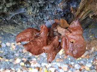 Gyromitra infula