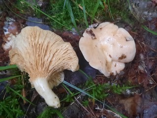 Lactarius illyricus