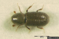 Crypturgus pusillus