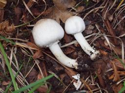 Agaricus xanthodermus