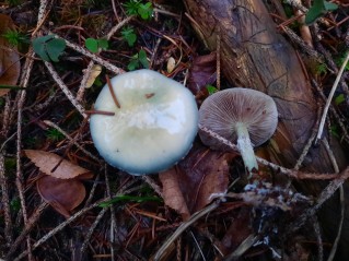 Stropharia aeruginosa