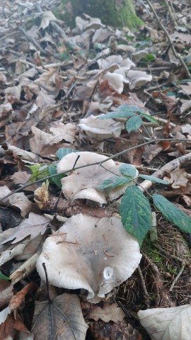 Clitocybe nebularis