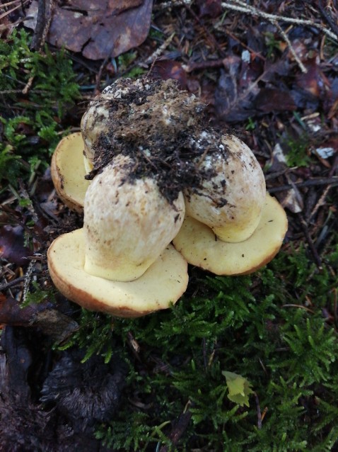 Butyriboletus appendiculatus