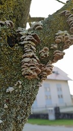 Schizophyllum commune