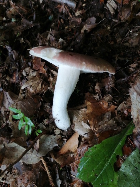 Russula vesca