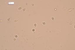 Callistosporium luteo-olivaceum