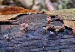 Arcyria denudata