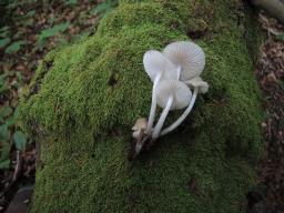 Mycena niveipes