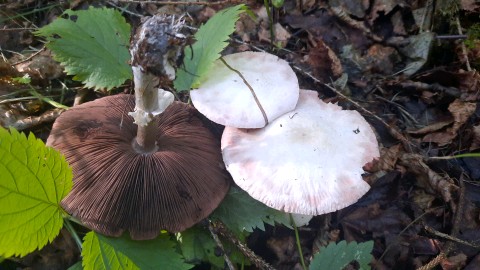 Agaricus sylvicola