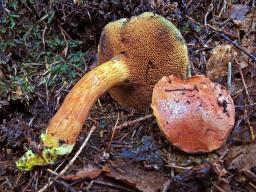 Chalciporus pseudopiperatus