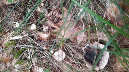 Hydnellum peckii