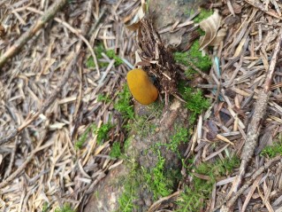 Caloscypha fulgens