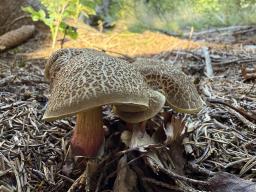 Xerocomellus chrysenteron