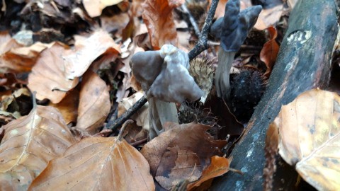 Helvella lacunosa