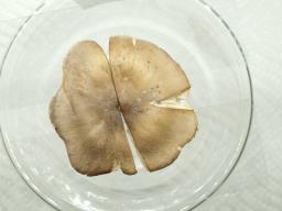 Porpoloma pes-caprae