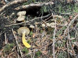 Craterellus tubaeformis