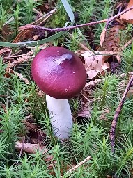 Russula caerulea