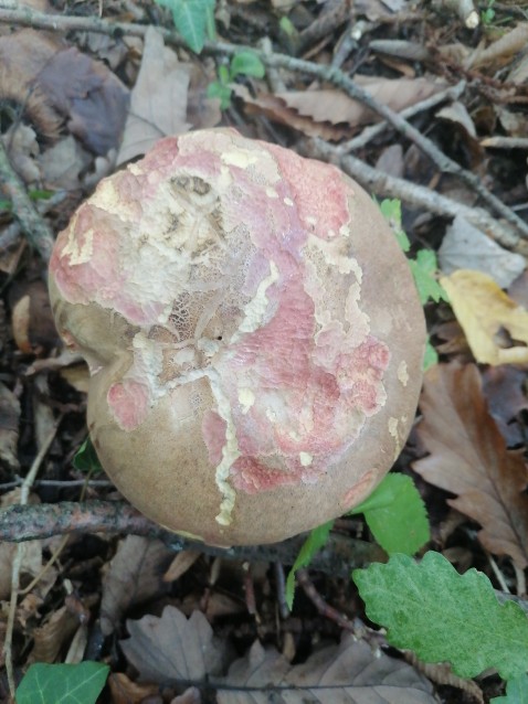 Butyriboletus fuscoroseus