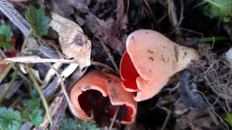 Sarcoscypha coccinea