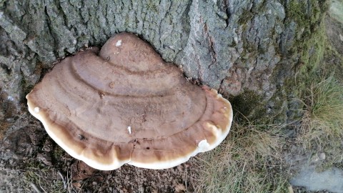 Ganoderma applanatum