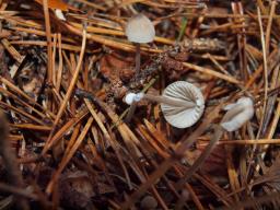 Mycena galopus var. galopus