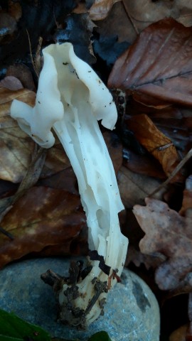 Helvella crispa