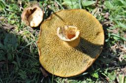 Suillus cavipes