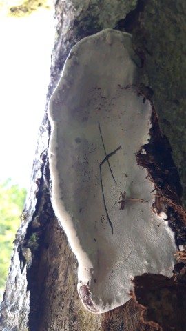 Ganoderma adspersum