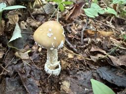Amanita pantherina