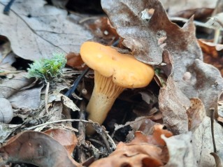 Cantharellus cibarius