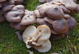 Lyophyllum loricatum