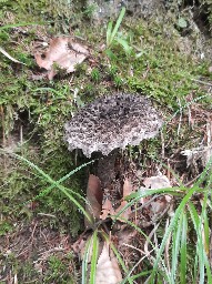 Strobilomyces strobilaceus