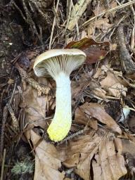 Gomphidius glutinosus