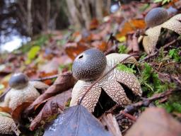 Astraeus hygrometricus