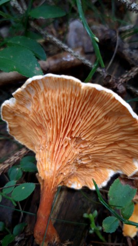 Hygrophoropsis aurantiaca