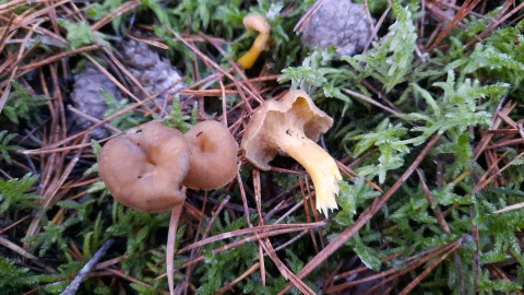 Craterellus tubaeformis