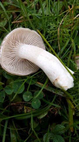 Clitocybe fasciculata