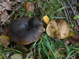 Lactarius turpis