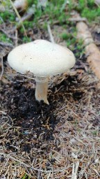 Cortinarius caperatus