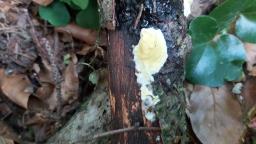 Trichoderma sulphureum