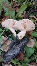 Lactarius pubescens