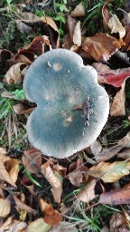 Russula heterophylla