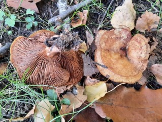 Paxillus involutus