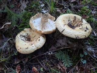 Lactarius scrobiculatus