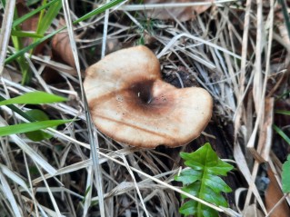 Lentinus brumalis