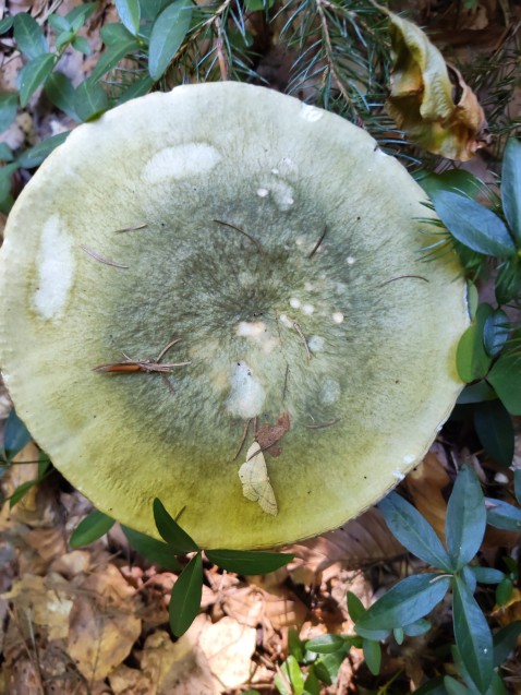 Russula aeruginea