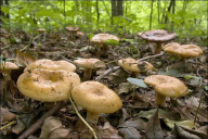 Russula grata