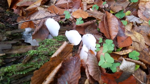 Pseudohydnum gelatinosum