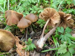 Entoloma hirtipes