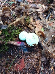 Lycoperdon perlatum